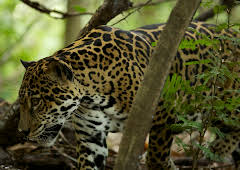 Wild Costa Rica