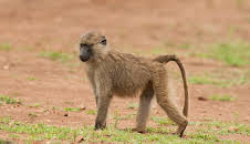 Giraffe, Erdmännchen & Co.