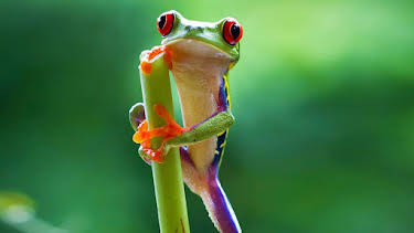 11:05 AM: Planet Earth II | CBBC | 9/28 2026