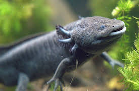 Wild Hope, Season 1: Salamander of the Gods