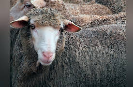 Animals that Changed History: Covering