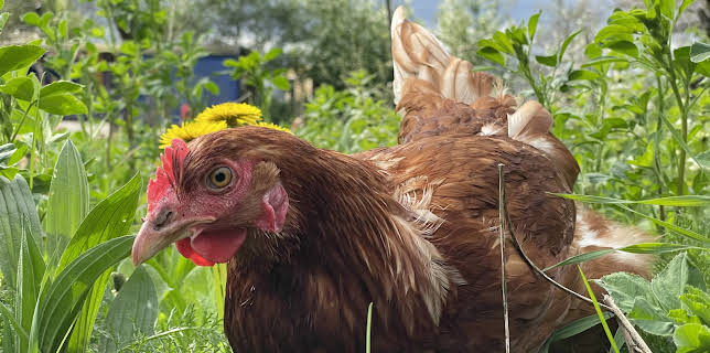 07:05: Der Bio-Boom - 100 Jahre ökologische Landwirtschaft | ZDFinfo | 11/3 2025