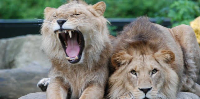 13:50: Neues aus dem Münchner Tierpark Hellabrunn (23) | WDR Fernsehen | 3/2 2026