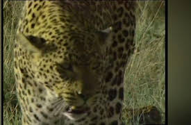 Big Cat Diary Series 1: Episode 1