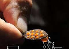 Truchas en el paraíso zamorano: Tuela