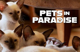 Pets in Paradise TV: Dog Carting