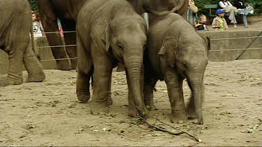 17:10: Leopard, Seebär & Co. (78) | NDR Fernsehen | 9/23 2026