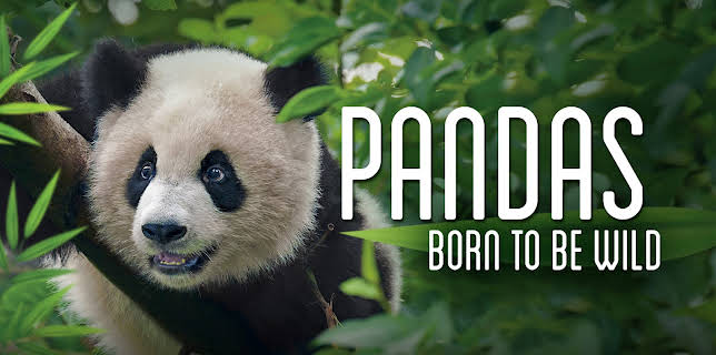 Pandas: Born to be Wild (1982)