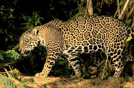 Secret Brazil: Pantanal: Underwater Jewels of Pantanal
