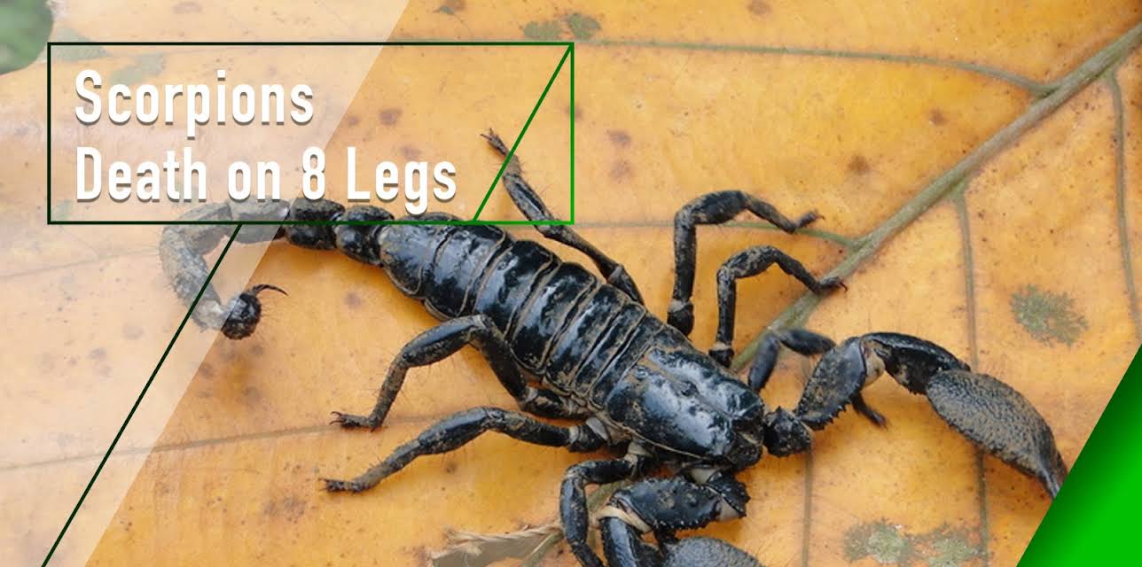 Scorpions - Death on 8 Legs (2018)