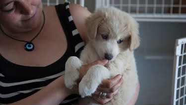 19:00: Dr. Jeff: Rocky Mountain Vet (S4 E10) (S4) | Animal Planet | 1/30 2026