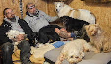 Harte Hunde - Die Urlaubsvertretung