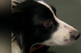 It's A Vet's Life: Episode 12