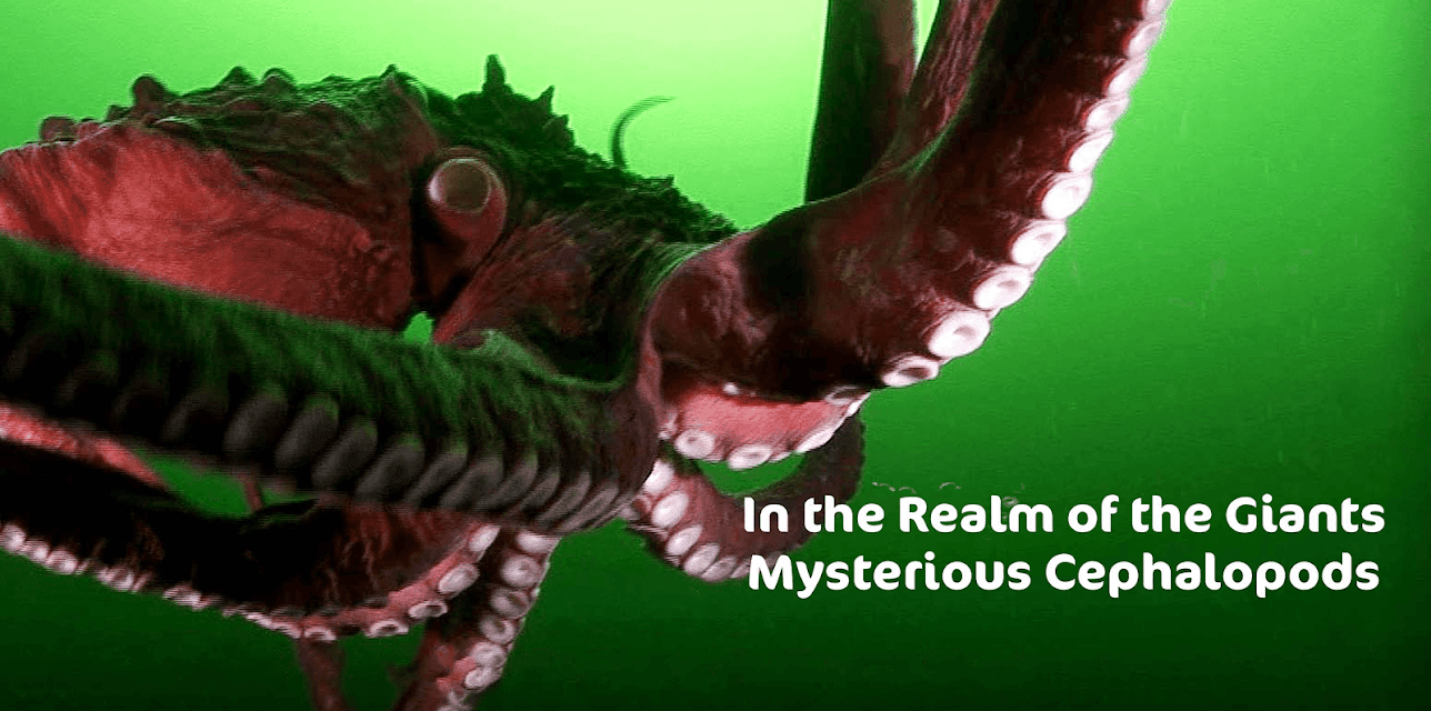 In the Realm of the Giants: Mysterious Cephalopods (2013)