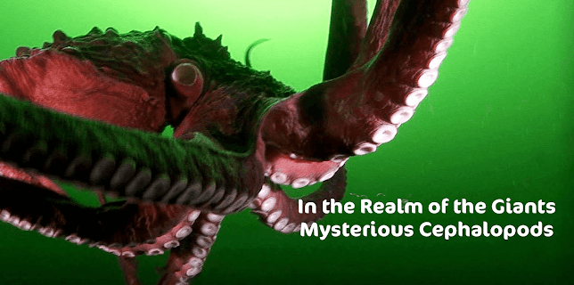 In the Realm of the Giants: Mysterious Cephalopods (2013)
