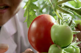 Chinas Science Revolution: Farming Frontiers