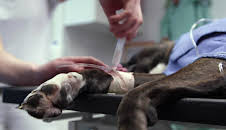 Die Tierärzte - Retter mit Herz (12)