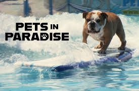Pets in Paradise TV: Dogs on Boards