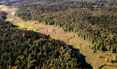 00:40: Europas Urwälder: Bialowieza - Heimat der Wisente | 3SAT | 4/27 2026