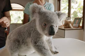 Izzys koalavärld: Leia är redo att släppas ut