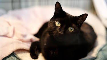 5:00 PM: The Supervet: Noel Fitzpatrick (S6 E3) (S6) | W | 3/10 2026