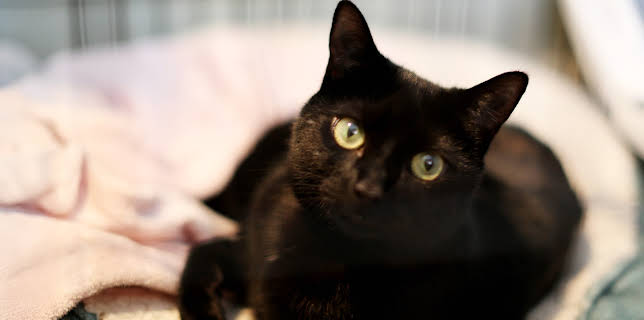 5:00 PM: The Supervet: Noel Fitzpatrick (S6 E3) (S6) | W | 11/30 2025