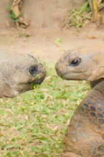 11:26: The Irwins: La primera cita de la tortuga | Discovery Max | 3/29 2026