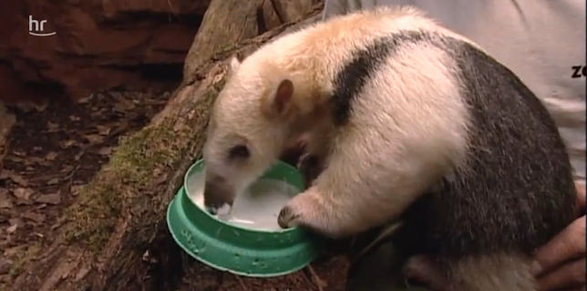 06:00: Giraffe, Erdmännchen & Co. (138) | HR Fernsehen | 12/19 2025