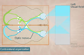 Introduction to Cognitive Science: Putting It Together: Unified Theories of Cognition