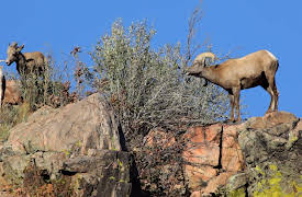 World of the Wild: Mountains