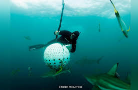 Nature Shock: The Bodiless Bear