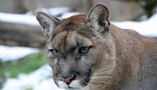 Die Raubkatzen von Herberstein