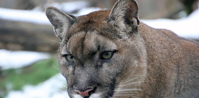 05:30: Die Raubkatzen von Herberstein | 3SAT | 2/16 2026