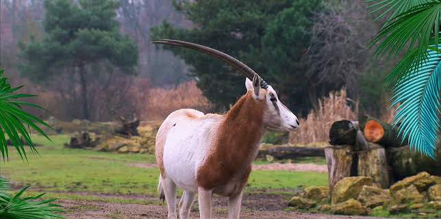 10:35: Elefant, Tiger & Co. (331) | MDR Fernsehen | 3/4 2026