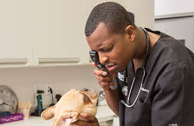 The Vet Life: Episode 2