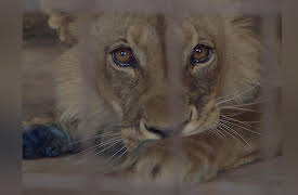 Wild Animal Rescue: Plight of the Lions