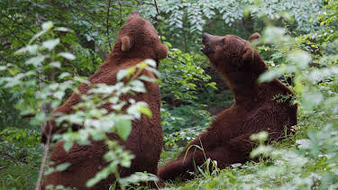 13:05: Project Grizzly (S1 E6) (S1) | Animal Planet | 4/6 2026