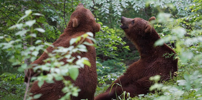 06:50: Project Grizzly (S1 E6) (S1) | Animal Planet | 12/8 2025