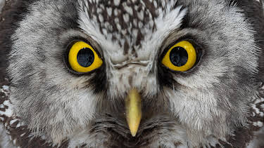 20:15: Die Nacht erwacht! Über Leben im Wald | SWR Fernsehen BW | 4/26 2026