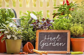 How to Grow Anything: Food Gardening for Everyone: Jump-Start Your Edible Garden
