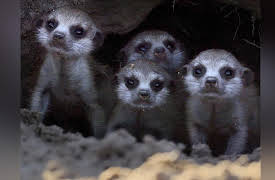 Wildlife Icons: Meet the Meerkats