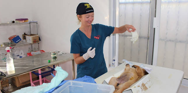 08:30: Dyrlegen i Rocky Mountain (S3 E9) (S3) | Animal Planet | 1/13 2026