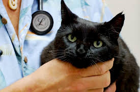 Pets in Paradise: K9 Rescue Unit