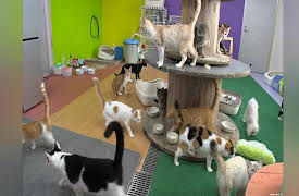 Shimura Zoo: Special Episode 10-1