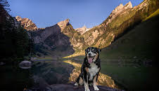 Schweizer Hundegeschichten: Ein Appenzeller namens Elvis