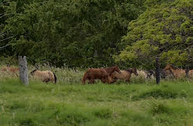 Days with Zahrah: Season 1: The Napa Valley (with Lake County) Part 2