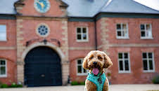 Unsere Hundeschule