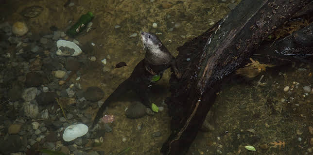 06:50: The Bronx Zoo (S2 E6) (S2) | Animal Planet | 11/18 2025