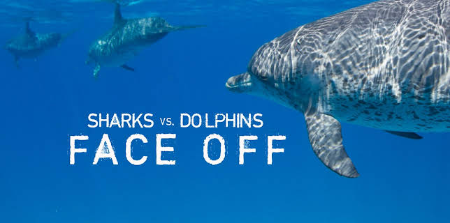 Sharks vs. Dolphins: Face Off (2016)