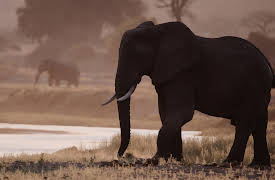 Katavi: Africa's Fallen Paradise, Season 1: Purgatory